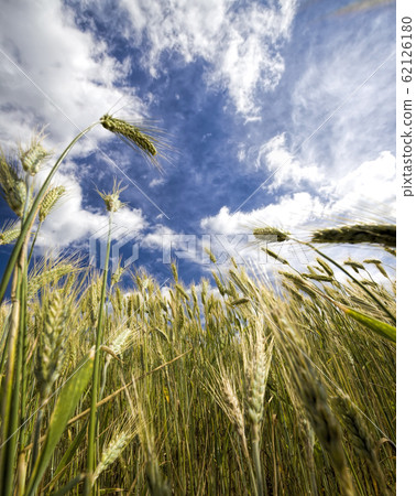 real organic green rye 62126180