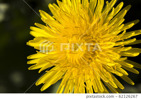 beautiful dandelion flower 62126267