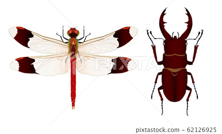 美山茜和鋸齒鹿 美山茜和鋸齒鹿 62126925