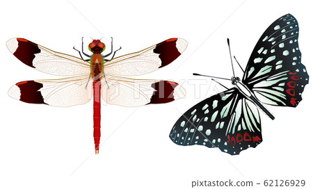 Miyama Akane和Akaboshi-Godara 62126929