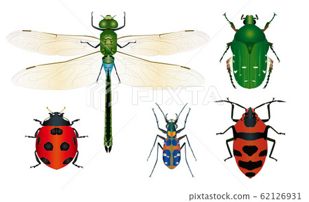 Ginyanma, nanahoshi beetle, hanmyo, aohamamuguri, giant stink bug Ginyanma, nanahoshi beetle, hanmyo, aohamamuguri, giant stink bug 62126931