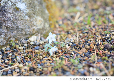 Rhubarb flowers 62127350