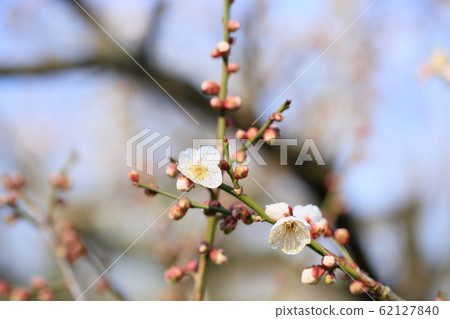 White plum blossoms 62127840
