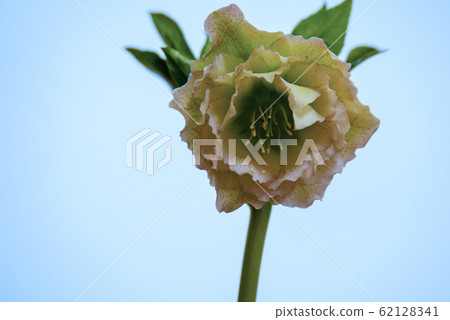 聖誕節玫瑰 聖誕節玫瑰 62128341