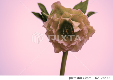 聖誕節玫瑰 聖誕節玫瑰 62128342
