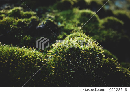 The world of moss Macro II d-2 matte finish 62128548
