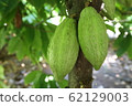 Cacao 62129003
