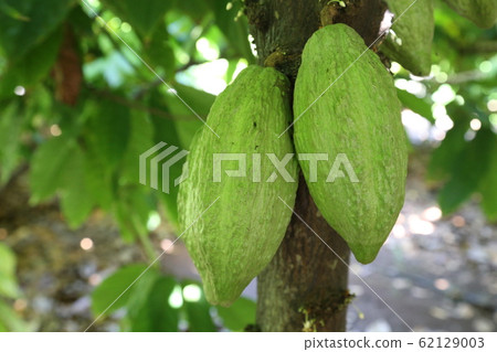 Cacao 62129003