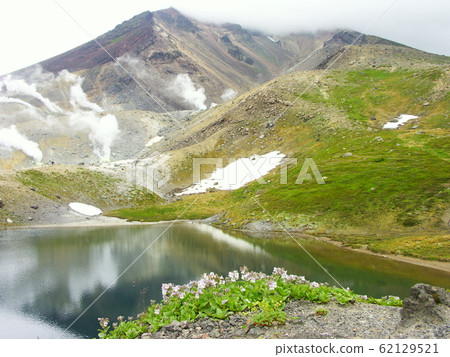 大雪山高山植物 62129521