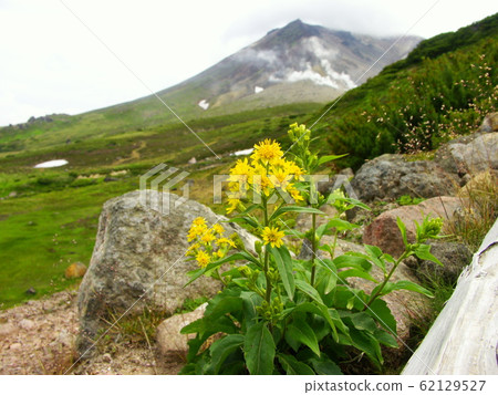 Daisetsuzan Alpine plants of Mt. 62129527
