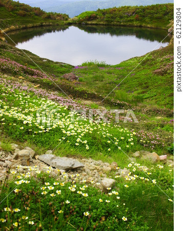 Daisetsuzan Alpine plants of Mt. 62129804