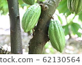 Cacao 62130564