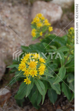 Daisetsuzan Alpine plants of Mt. 62130982