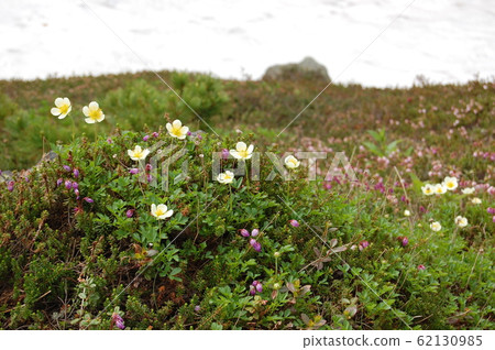 Daisetsuzan Alpine plants of Mt. 62130985
