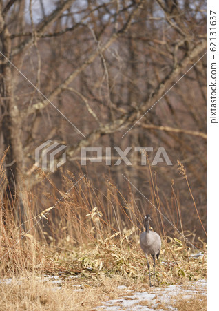 不尋常！氯出現在北海道 62131637