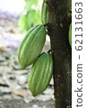 Cacao 62131663