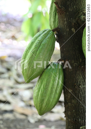 Cacao Cacao 62131663