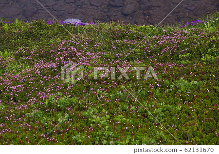 Daisetsuzan Alpine plants of Mt. Daisetsuzan Alpine plants of Mt. 62131670