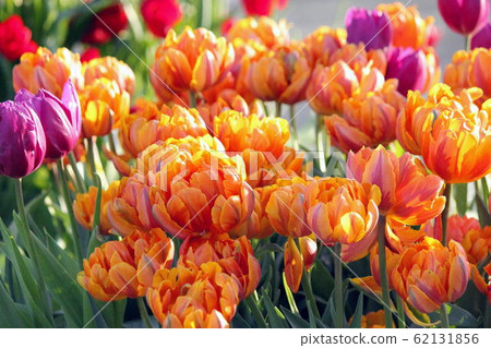 七彩冰鬱金香〜橙色公主〜 62131856