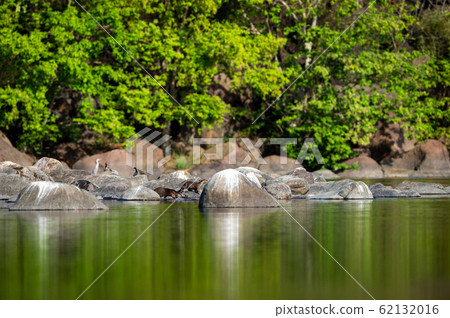 Smooth coated otter family playing on rocks at ramganga river. nature canvas painting of mirror image with reflection in calm water at jim corbett national park or tiger reserve, uttarakhand, india 62132016