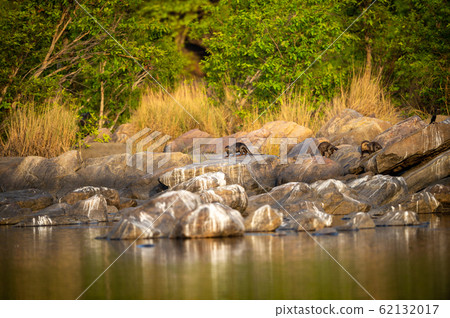 Smooth coated otter family playing on rocks at ramganga river. nature canvas painting of mirror image with reflection in calm water at jim corbett national park or tiger reserve, uttarakhand, india 62132017