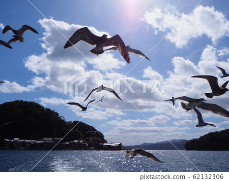 Sea of Ine and large group of seagulls 62132306