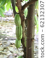 Cacao 62132307