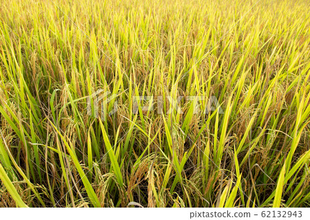 Yellow rice fields on a bright blue sky day. Yellow rice fields on a bright blue sky day. 62132943