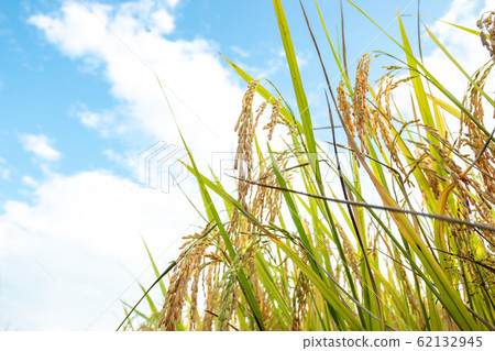 Low angle view, Yellow rice field on a bright blue Low angle view, Yellow rice field on a bright blue 62132945