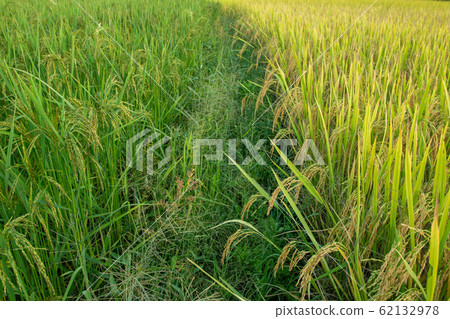 Beautiful rice fields yellow and green in Thailand Beautiful rice fields yellow and green in Thailand 62132978