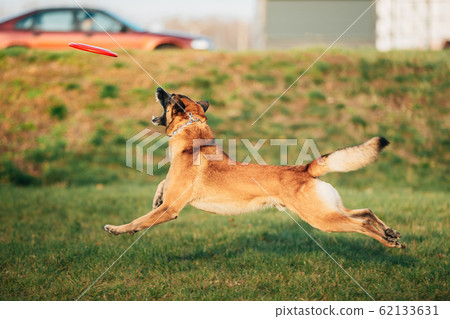 Malinois Dog Play Jumping Running With Plate Toy Outdoor In Park. Belgian Sheepdog Are Active, Intelligent, Friendly, Protective, Alert And Hard-working. Belgium, Chien De Berger Belge Dog 62133631
