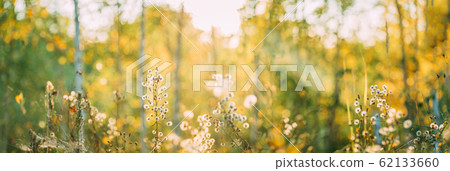 Dry Flowers Of Conyza Sumatrensis. Guernsey Fleabane, Fleabane, Tall Fleabane, Broad-leaved Fleabane, White Horseweed, And Sumatran Fleabane. Close Up Autumn Grass And Flowers In Sunset Sunrise Dry Flowers Of Conyza Sumatrensis. Guernsey Fleabane, Fleabane, Tall Fleabane, Broad-leaved Fleabane, White Horseweed, And Sumatran Fleabane. Close Up Autumn Grass And Flowers In Sunset Sunrise 62133660