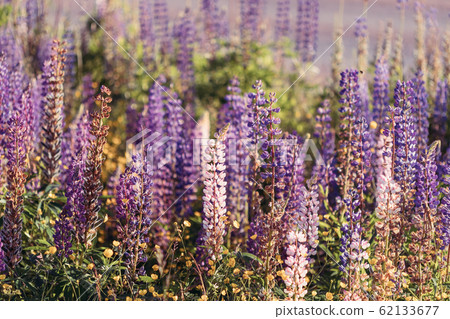 Bush Of Wild Flowers Lupine In Summer Field Meadow At Sunset Sunrise. Lupinus, Commonly Known As Lupin Or Lupine, Is A Genus Of Flowering Plants In The Legume Family, Fabaceae 62133677