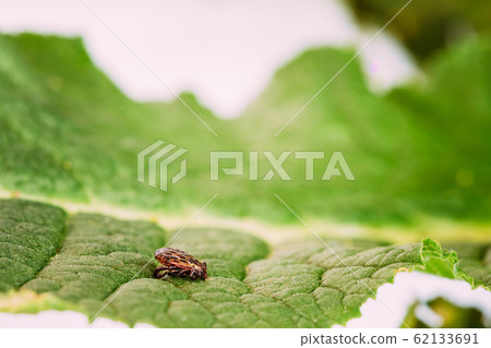 Dermacentor Reticulatus On Green Leaf. Also Known As The Ornate Cow Tick, Ornate Dog Tick, Meadow Tick, And Marsh Tick. Family Ixodidae. Ticks Are Carriers Of Dangerous Diseases Dermacentor Reticulatus On Green Leaf. Also Known As The Ornate Cow Tick, Ornate Dog Tick, Meadow Tick, And Marsh Tick. Family Ixodidae. Ticks Are Carriers Of Dangerous Diseases 62133691