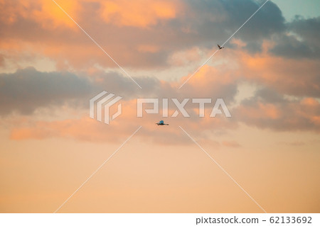 Belarus. Wild Bird Great Egret Ardea Alba Flying In Sunset Sky Belarus. Wild Bird Great Egret Ardea Alba Flying In Sunset Sky 62133692