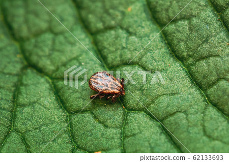 Dermacentor Reticulatus On Green Leaf. Also Known As The Ornate Cow Tick, Ornate Dog Tick, Meadow Tick, And Marsh Tick. Family Ixodidae. Ticks Are Carriers Of Dangerous Diseases Dermacentor Reticulatus On Green Leaf. Also Known As The Ornate Cow Tick, Ornate Dog Tick, Meadow Tick, And Marsh Tick. Family Ixodidae. Ticks Are Carriers Of Dangerous Diseases 62133693