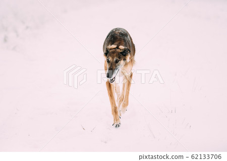 Hunting Sighthound Hortaya Borzaya Dog During Hare-hunting At Winter Day In Snowy Field Hunting Sighthound Hortaya Borzaya Dog During Hare-hunting At Winter Day In Snowy Field 62133706