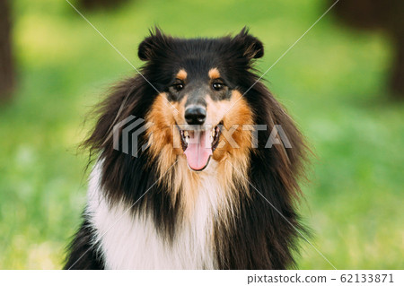 Tricolor Rough Collie, Scottish Collie, Long-Haired Collie, English Collie, Lassie Adult Dog. 62133871