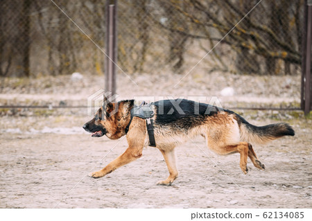 Fast running German Shepherd Dog at training. Alsatian Wolf Dog Fast running German Shepherd Dog at training. Alsatian Wolf Dog 62134085
