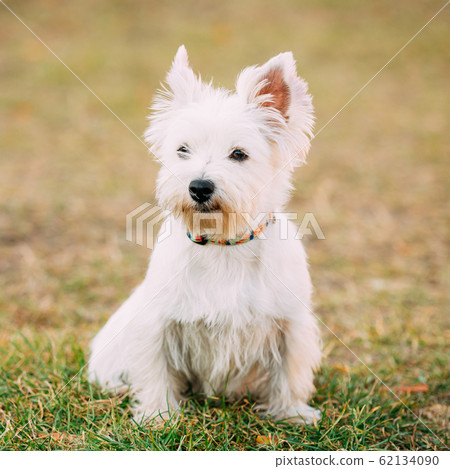 Funny West Highland White Terrier - Westie, Westy Dog Portrait 62134090