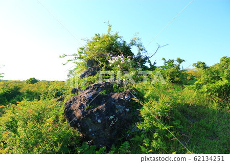 Hwasun Cape Jawal, Forest, Forest, Trail, Walking, Hwasun Cape Jawal, Forest, Forest, Trail, Walking, 62134251