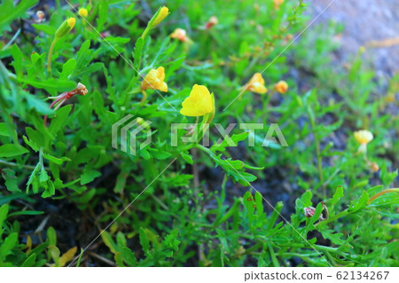 Hwasun Cape Jawal, Forest, Forest, Trail, Walking, 62134267