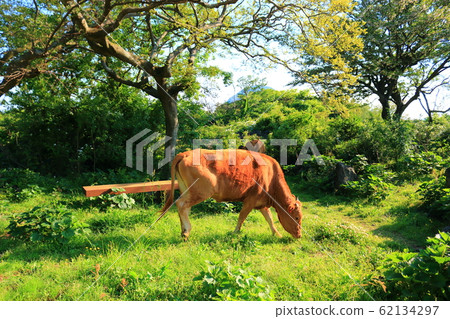 Hwasun Cape Jawal, Korean Beef, Cow, Forest, Forest, Trail, Walking, 62134297