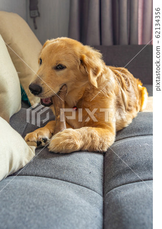 Beautiful golden dog chewing his tasty bone on sofa Beautiful golden dog chewing his tasty bone on sofa 62134356