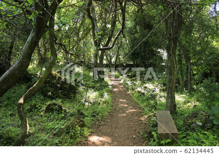 Hwasun Cape Jawal, Forest, Forest, Trail, Walking, 62134445