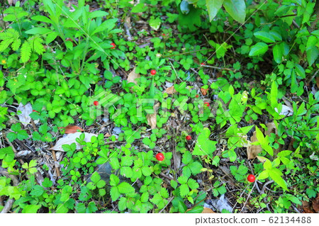 Hwasun Cape Jawal, Forest, Forest, Trail, Walking, 62134488