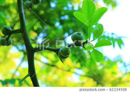 Hwasun Cape Jawal, Forest, Forest, Trail, Walking, 62134506