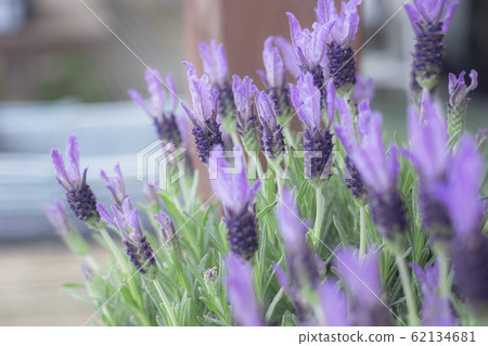 lavender 62134681