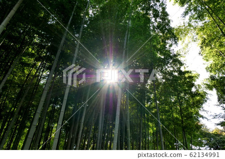 Bamboo forest 62134991
