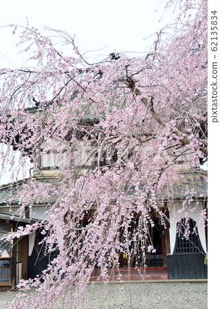 Enmado and Weeping Cherry Blossoms at the Grounds of the Temple Enmado and Weeping Cherry Blossoms at the Grounds of the Temple 62135834